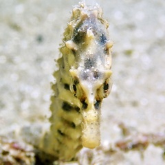 Hippocampus abdominalis