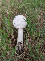 Chlorophyllum