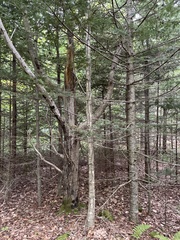 Populus grandidentata