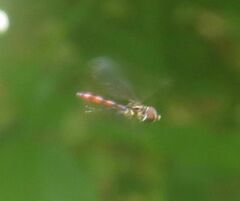 Ocyptamus fuscipennis