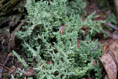 Cladonia squamosa