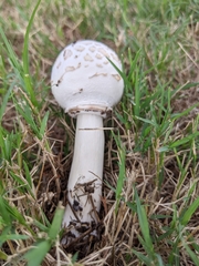 Chlorophyllum
