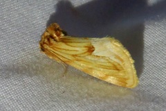 Cirrhophanus dyari