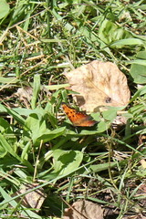 Polygonia progne