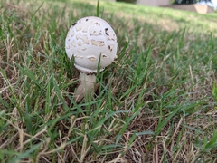 Chlorophyllum