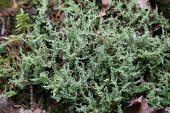 Cladonia squamosa