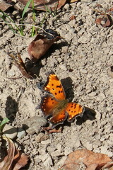 Polygonia progne