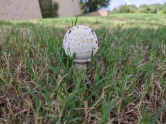 Chlorophyllum