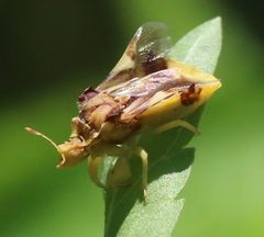 Phymata fasciata