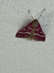 Pyrausta volupialis