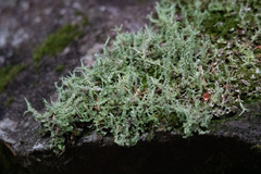 Cladonia squamosa