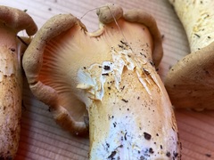 Cantharellus subalbidus