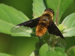 Chrysanthrax cypris