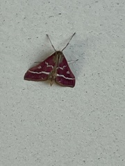 Pyrausta volupialis