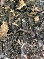 Elgaria multicarinata