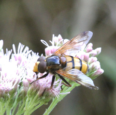 Volucella inanis