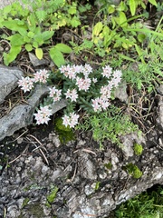Sedum cockerellii
