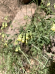 Brickellia grandiflora