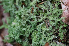 Cladonia squamosa