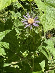 Canadanthus modestus