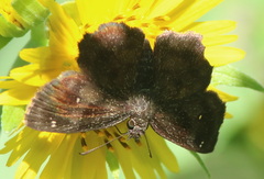 Staphylus hayhurstii