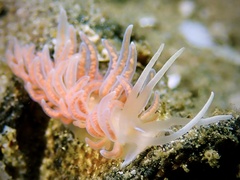 Phyllodesmium serratum