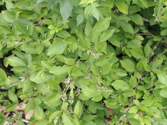 Dendrolobium triangulare