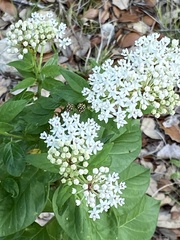 Asclepias texana