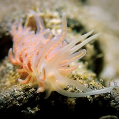 Phyllodesmium serratum