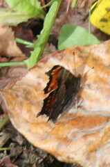 Polygonia progne
