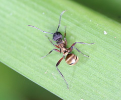 Polyrhachis rufifemur