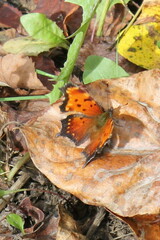 Polygonia progne