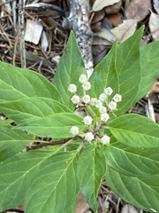 Asclepias texana