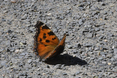 Nymphalis xanthomelas