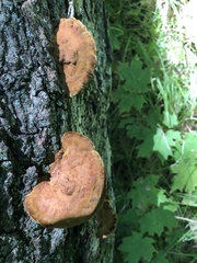 Hapalopilus rutilans