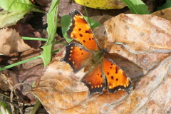 Polygonia progne