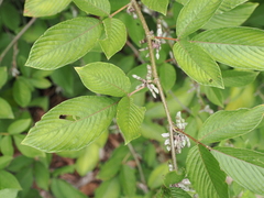Dendrolobium triangulare