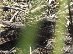 Caprimulgidae