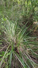 Muhlenbergia