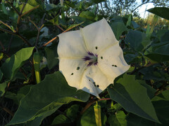 Datura discolor