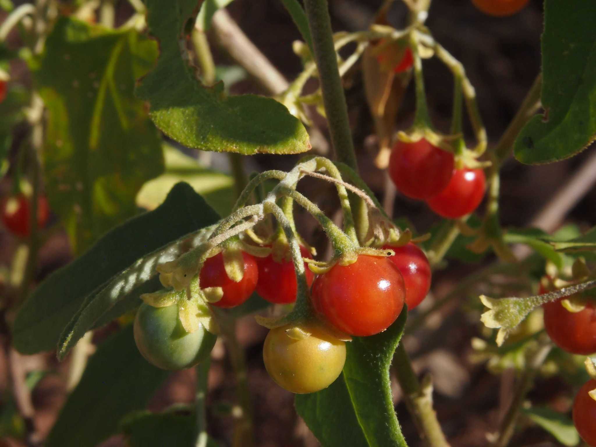 Solanum chenopodinum