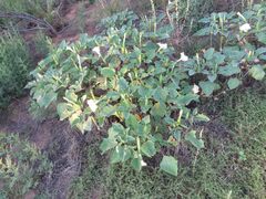 Datura discolor