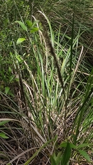Muhlenbergia