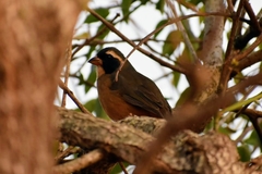Saltator aurantiirostris