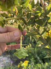 Silphium integrifolium