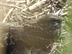 Caprimulgidae