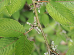 Dendrolobium triangulare