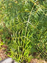 Pteridium