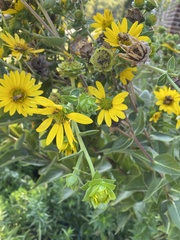 Silphium integrifolium