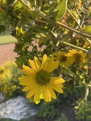 Silphium integrifolium